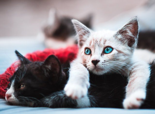Tips for educating kittens