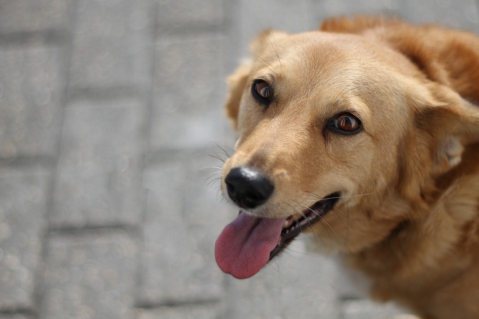 The Top 10 Most Popular Pet Breeds of 2021